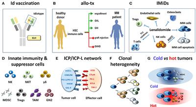 Vγ9Vδ2 T Cells as Strategic Weapons to Improve the Potency of Immune Checkpoint Blockade and Immune Interventions in Human Myeloma